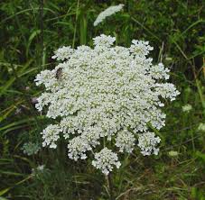 Image result for Daucus carota