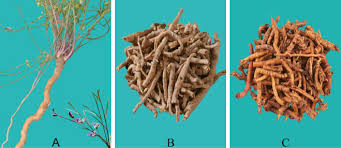 Image result for Polygala arenaria