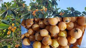 Maybe you would like to learn more about one of these? Guyana In Florida Fruit Trees Youtube