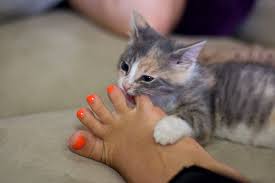 How to discipline cat to stop biting. Reasons Why Cats Bite And Scratch And How To Stop It