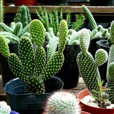 Si se desea injertar un cactus el pie de injerto idealmente debe tener una sección transversal de diámetro mayor al cactus que se desea injertar. 5 Poderosas Plantas Que Atraen La Energia Positiva El Intranews