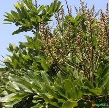 Image result for Deinbollia sp. A