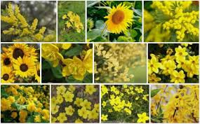 Check spelling or type a new query. Fleur Jaune La Liste Des 30 Plus Belles Varietes De Fleurs