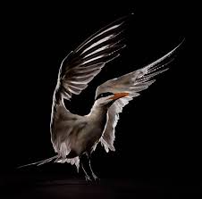 Beautiful Studio Portraits Of Injured Birds At A Bird Sanctuary Animal Photography Bird Bird Photo