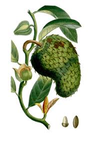 Image result for Annona muricata