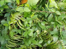 Image result for Macrotyloma