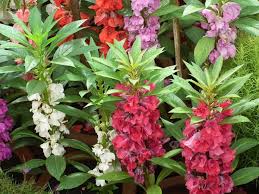 Tall plants have deep green leaves and branching stems that cascade up to 16 in. How To Grow Balsam Touch Me Not Dengarden