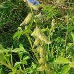Image result for Crotalaria polysperma