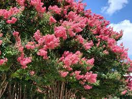 Check spelling or type a new query. Crepe Myrtle Not Blooming Getting Crepe Myrtle Trees To Bloom