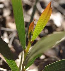 Image result for Mimusops obtusifolia