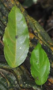 Image result for Panda oleosa