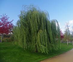 Image result for Salix babylonica