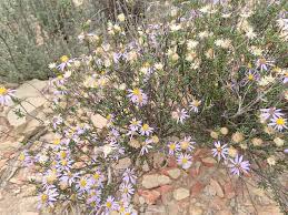 Image result for Felicia filifolia