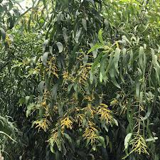 Image result for Acacia auriculiformis