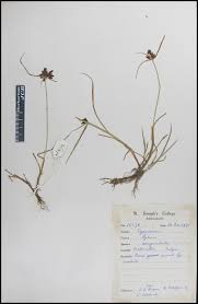 Image result for Pycreus sanguinolentus