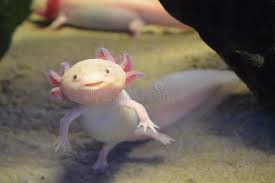 Pink Axolotl Also Known As Walking Fish Endangered Axolotl Latin Name Ambystom Aff Walking Fish Pink Axolotl Enda Axolotl Axolotl Pet Amphibians