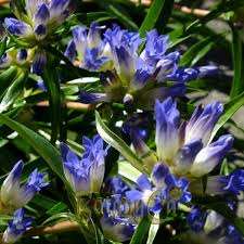 Image result for Gentiana asclepiadea alba