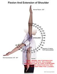 Maybe you would like to learn more about one of these? 11112 08b Flexion And Extension Of Shoulder Anatomy Exhibits