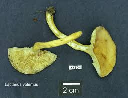 Image result for Lactarius mutabilis