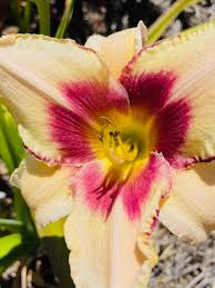 No need to register, buy now! Daylily Classics Hemerocallis Lakehouse Nursery