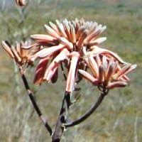 Image result for Aloe carnea