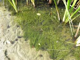 Image result for Stuckenia