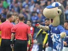 Atsuto uchida of schalke 04 celebrates with mascot erwin. Schalke 04 Erwin Das Maskottchen Kommt Nach Der Roten Karte Fur Zwayer Mit Gelber Karte Davon Fan Stube