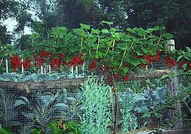 Love This Edible Fence Line Fruit Garden Espalier Fruit Trees Fruit Trees