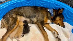 See more of puppies & kittens on facebook. Rescue Dog Who Lost Her Puppies Adopts Trio Of Orphaned Kittens