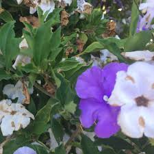 Image result for Brunfelsia pauciflora