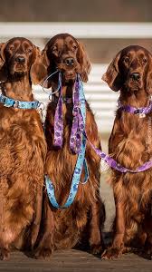 Setery irlandzkie wspaniale współpracują z człowiekiem, ponieważ potrafią go pokochać i zaufać mu. Seter Irlandzki Tapety Na Telefon