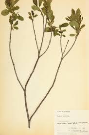 Image result for Rhamnaceae