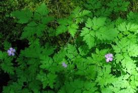 Maybe you would like to learn more about one of these? Herb Robert Olympic National Park U S National Park Service