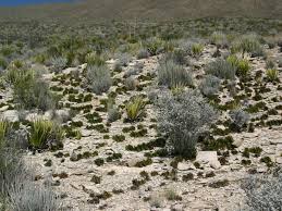 Image result for Lycopodiella sarcocaulon