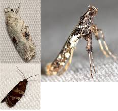 Image result for Telechrysis tripuncta