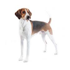 Learn about your this breed of dog with our extensive breed profile. English Foxhound Purina