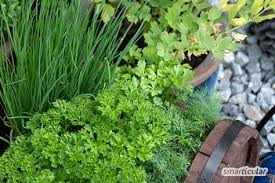 Krauter Im Blumenkasten So Wird Jeder Balkon Zum Krautergarten Bluhende Pflanzen Garten Und Kuchenkrauter