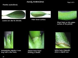 Image result for Pavetta johnstonii