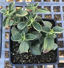 Image result for Dicliptera minor