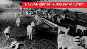 Anahtar Teslim Hayvan Ciftligi Fiyatlari Buyukbas Hayvan Kredisi