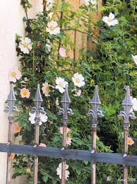Alter Eisenzaun Vor Sandsteinmauer Mit Heckenrosen Im Sonnenschein Garten Zaun Ideen Design Ideen Zaun