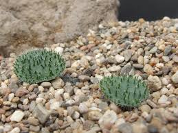 Image result for Eriospermum