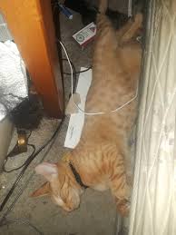Pin On Cat Bellies