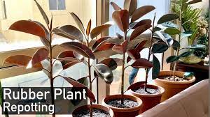 Continue reading below to learn how to prune a rubber tree plant to remove unwanted parts of the plant and make it bushy. Rubber Plant Repotting Of Ficus Elastica Youtube