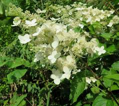 Image result for Gaertnera paniculata