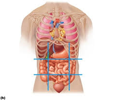 The more detailed regional approach subdivides the cavity with one horizontal line immediately inferior to the ribs and one immediately superior to the pelvis, and two vertical lines drawn as. Test Anatomy And Physiology Practical 1 Review Abdominopelvic Quadrants And Regions Quizlet