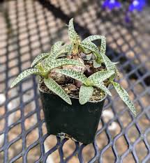 Image result for Ledebouria Unidentified sp. no3.