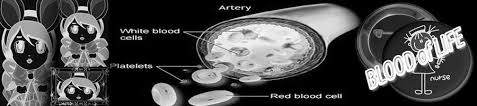 Characteristics Of Formed Elements Of The Blood Anatomy