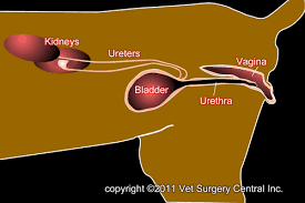 Treat your pet's cancer with our natural remedy. Animal Surgical Center Of Michigan Veterinarian In Flint Mi