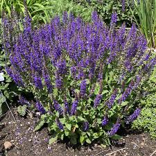 Image result for Salvia